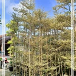 Jual-Pohon-Ketapang-Varigata