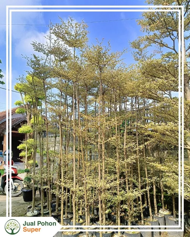 Jual-Pohon-Ketapang-Varigata